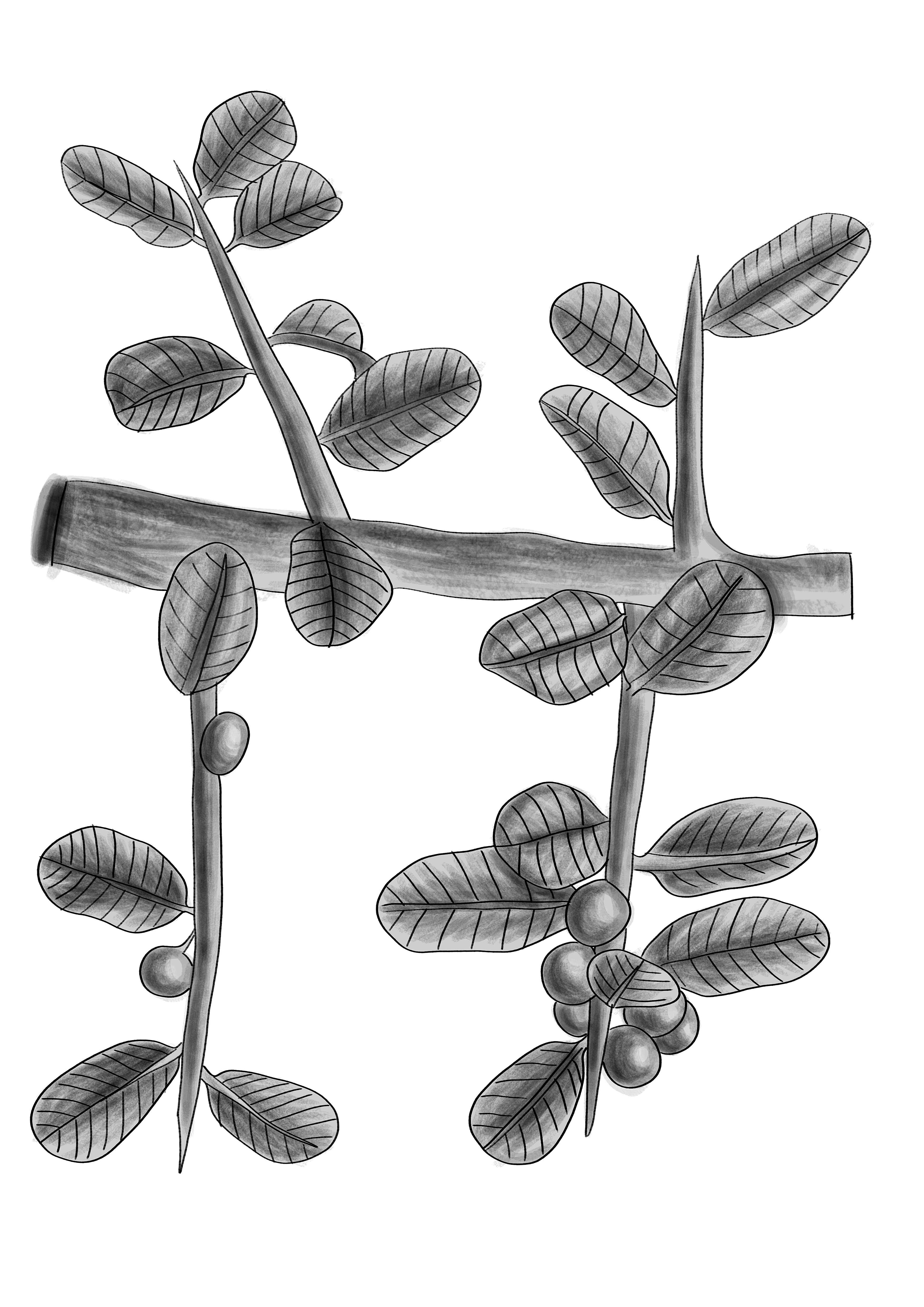 Image of Schinus engleri F. A. Barkley