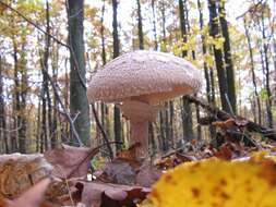 Image of Leucoagaricus