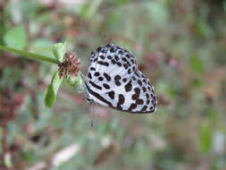 Image of Common Pierrot