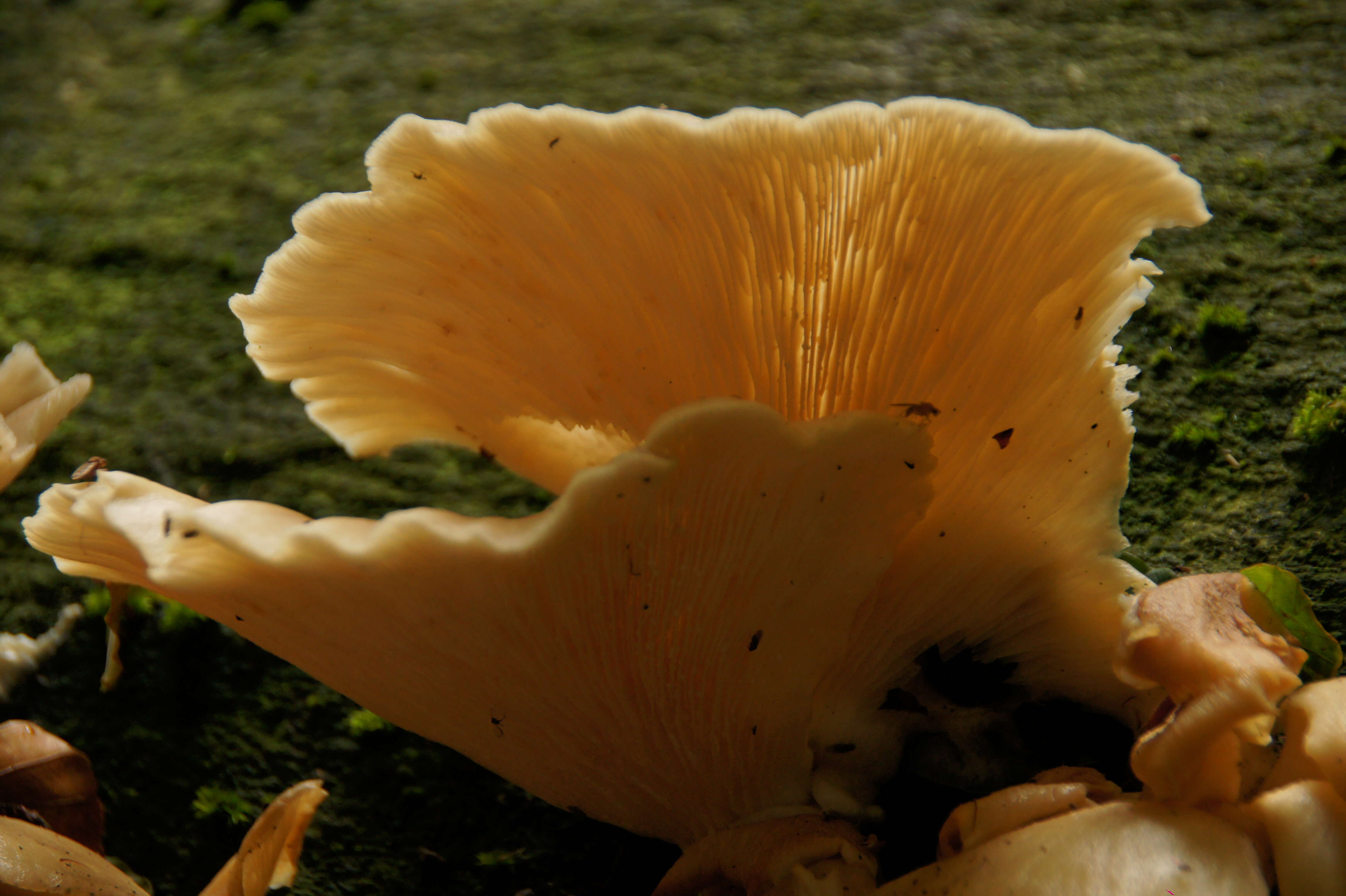 Image of Pleurotus