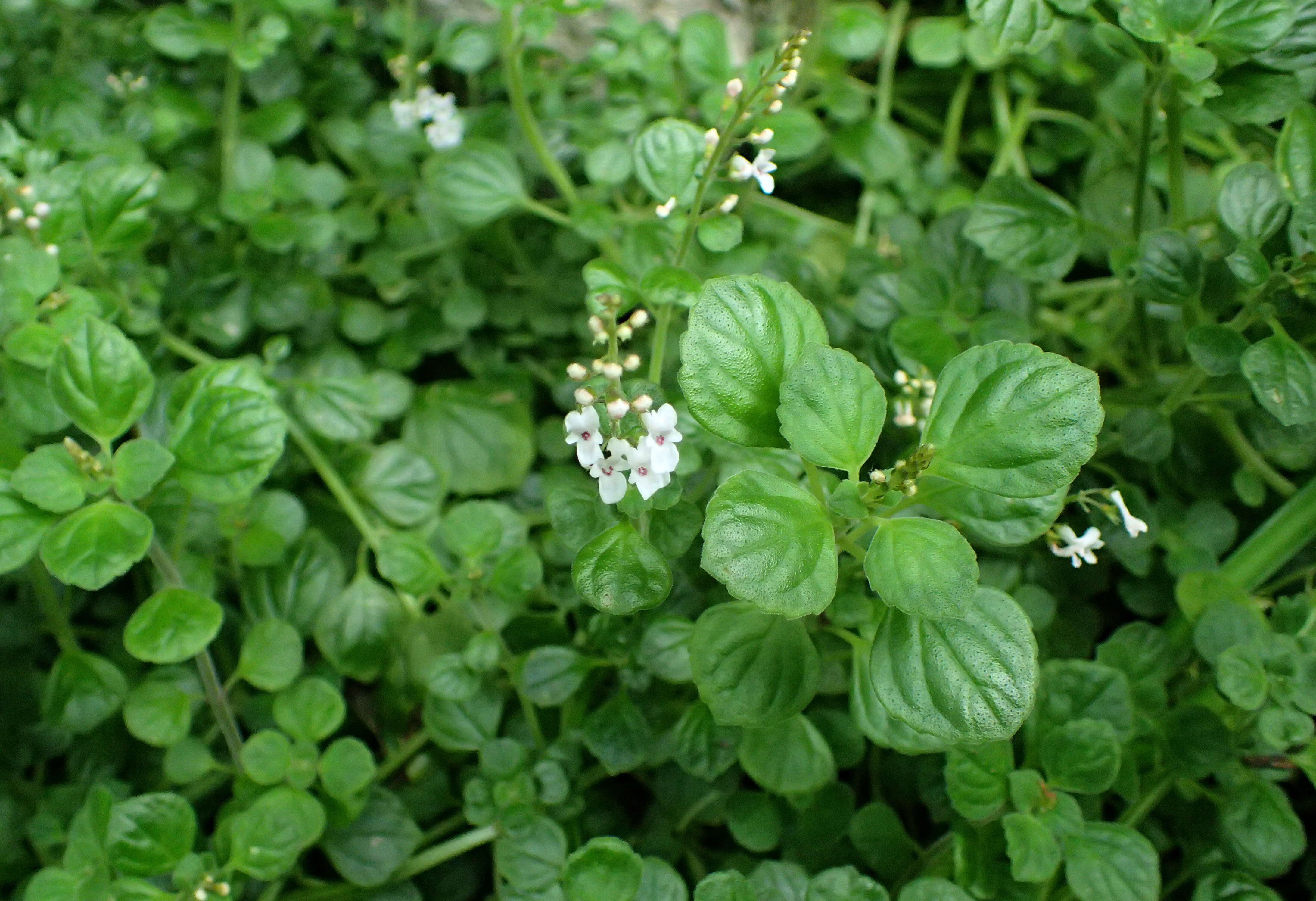 Image de Plectranthus strigosus Benth. ex E. Mey.