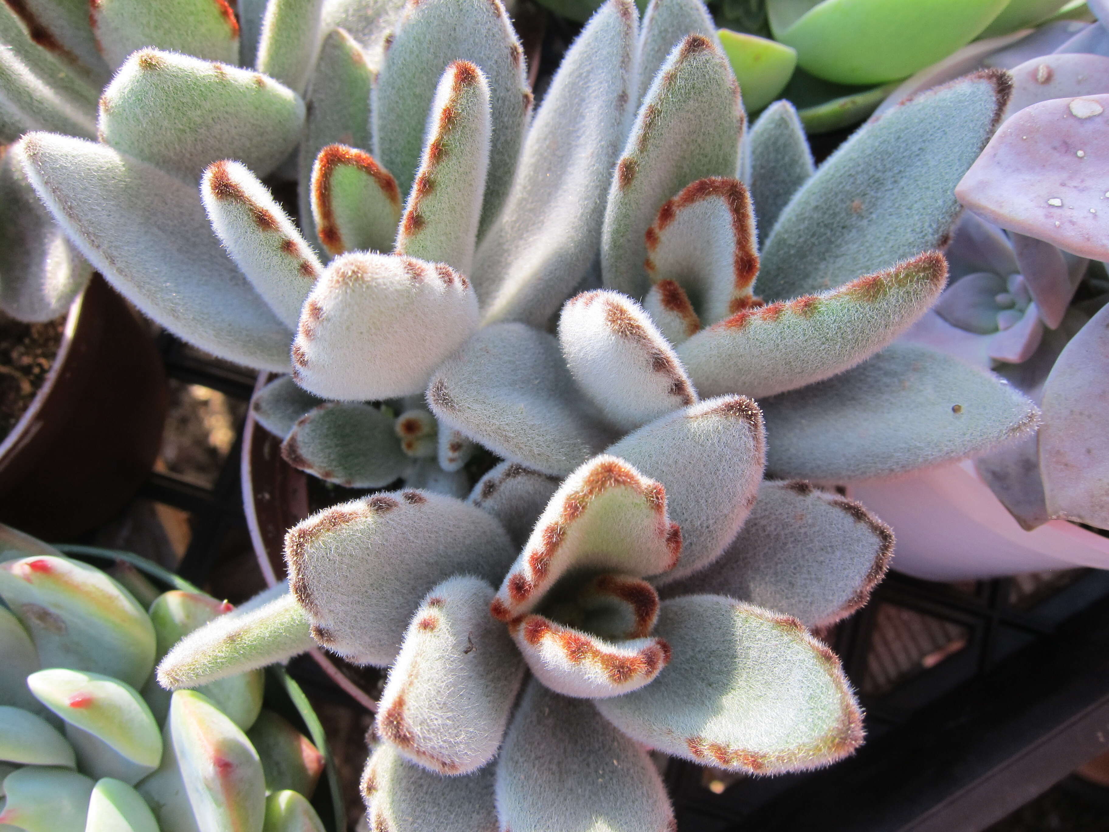 Image of Kalanchoe tomentosa Baker