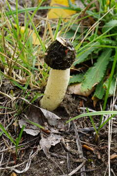 Image of Stinkhorn