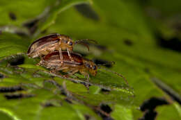 Image of Viburnum leaf beetle