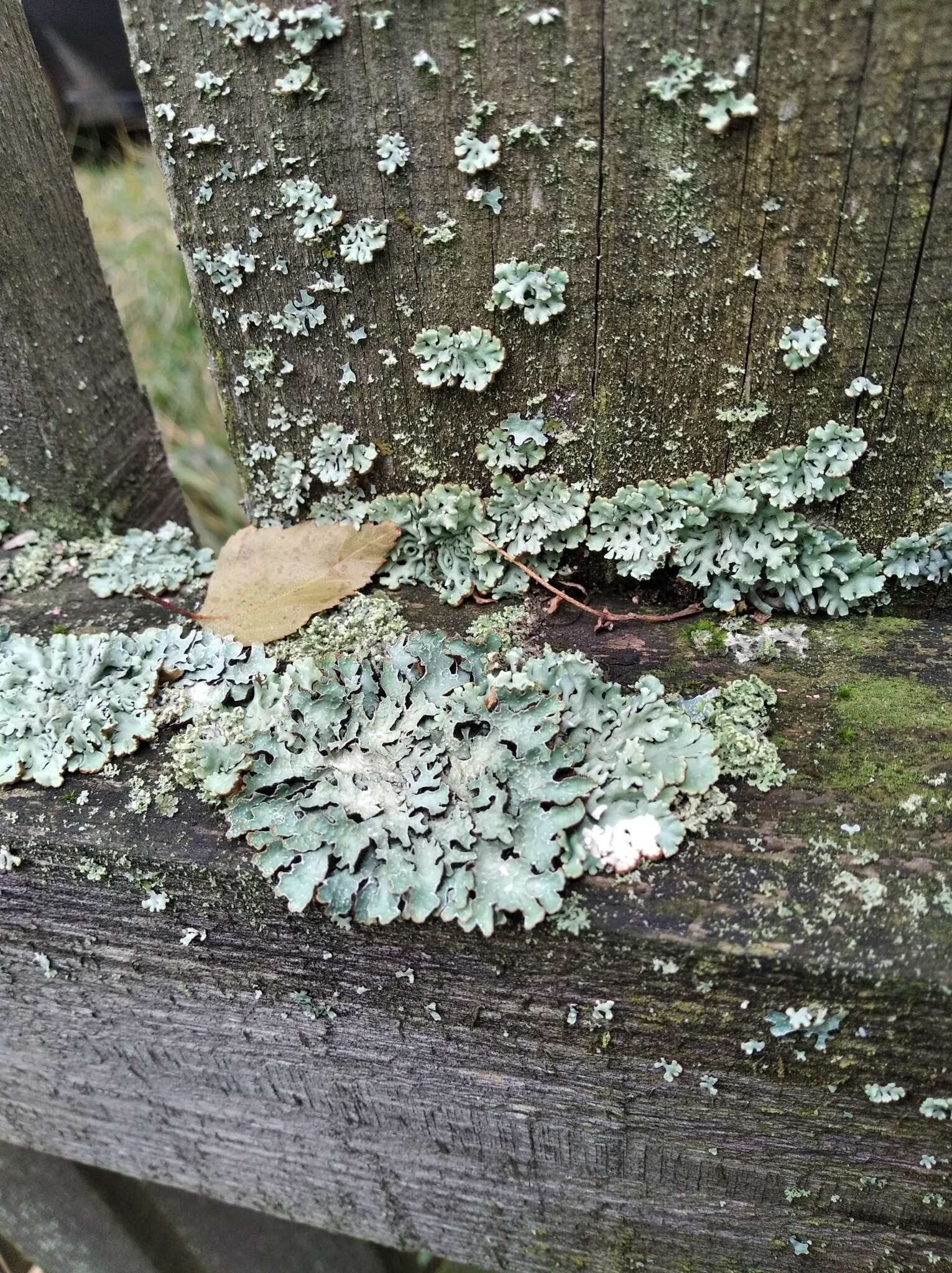 Image of Hammered shield lichen