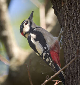 Image of Great Spotted Woodpecker