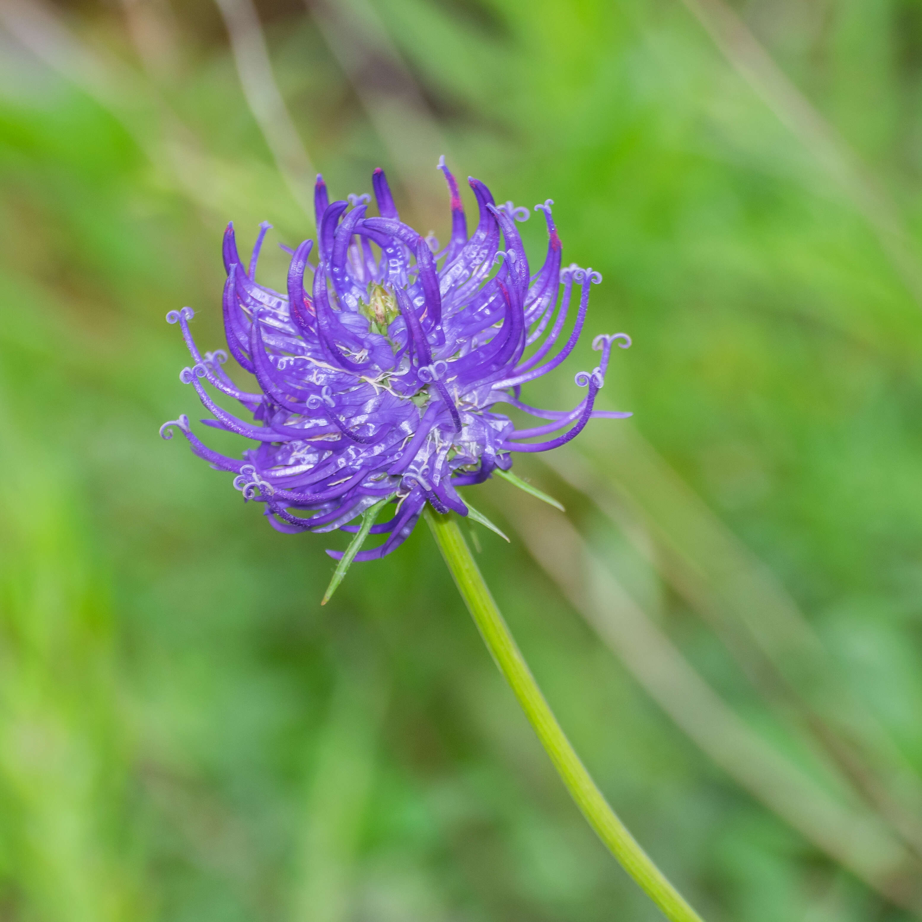 Image of Round-headed Rampion