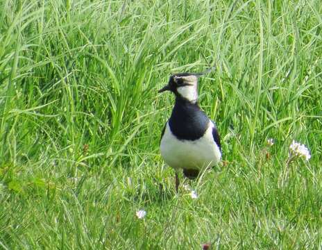 Image of Lapwing