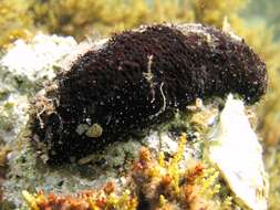 Image de concombre de mer ensablé