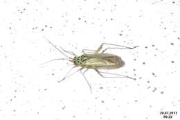 Image of Oncotylus viridiflavus (Goeze 1778)