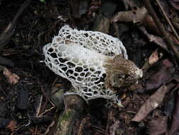 Image of Bridal veil stinkhorn