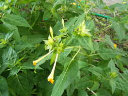 Image of Four o'Clock flower