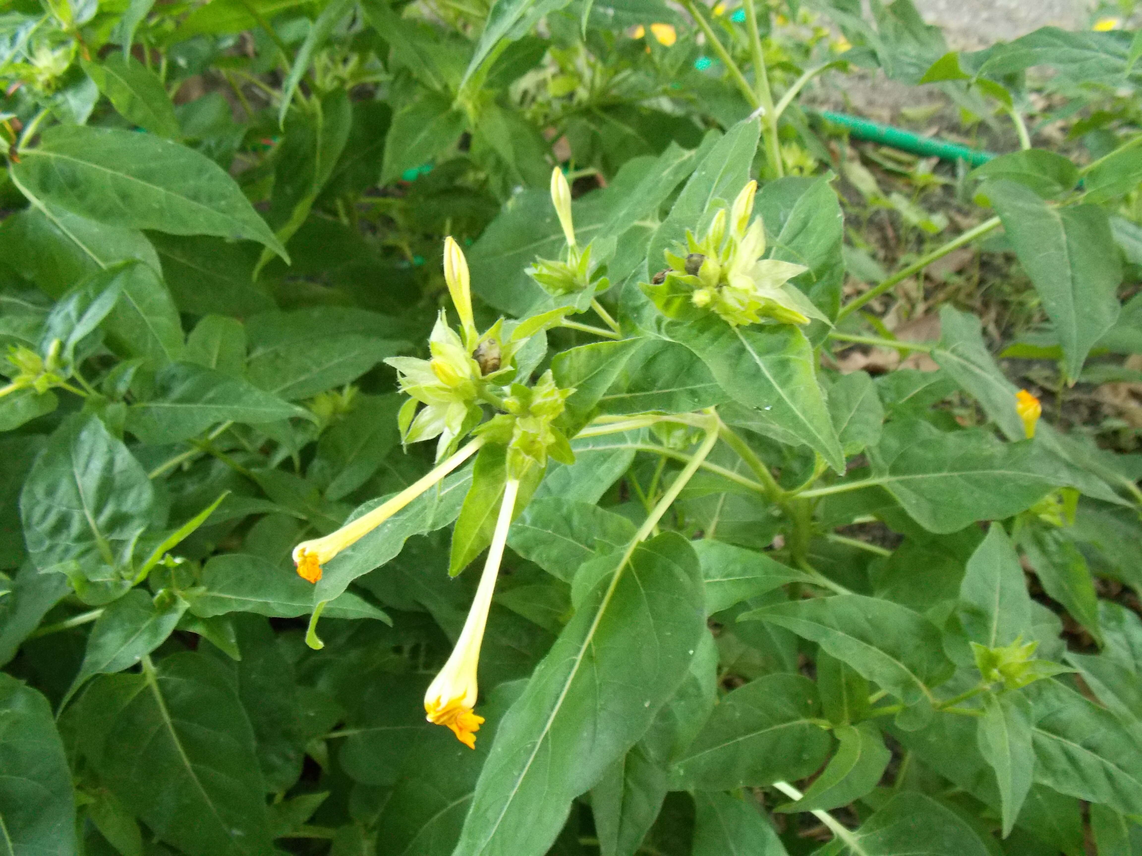 Image of Four o'Clock flower