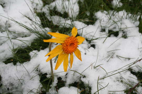 Image of mountain arnica