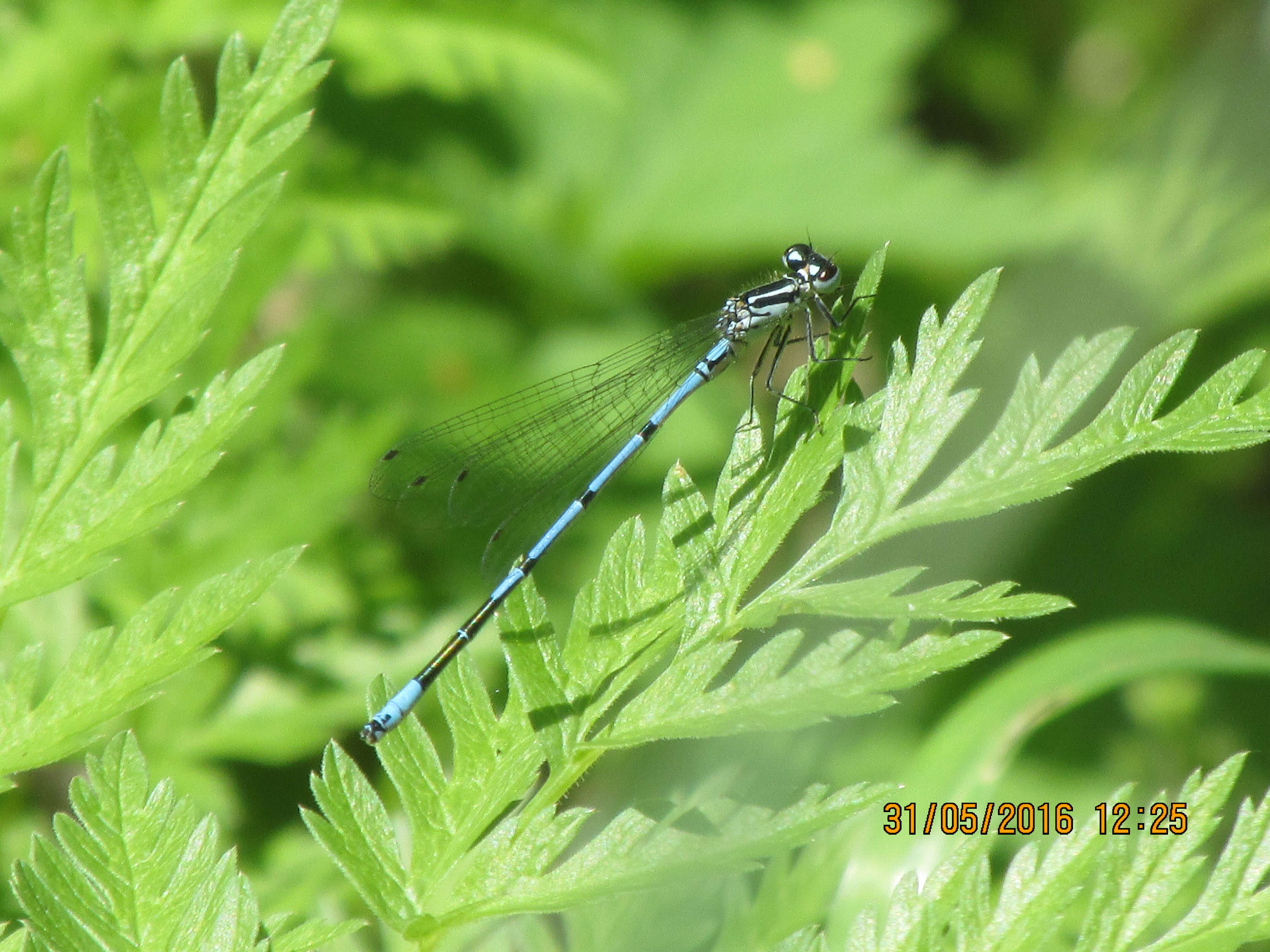 Imagem de Coenagrion puella (Linnaeus 1758)