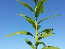 Solidago canadensis L. resmi