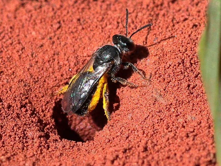 Plancia ëd Lasioglossum blackburni (Cockerell 1910)