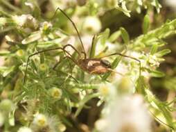 Image of Leiobunum rotundum