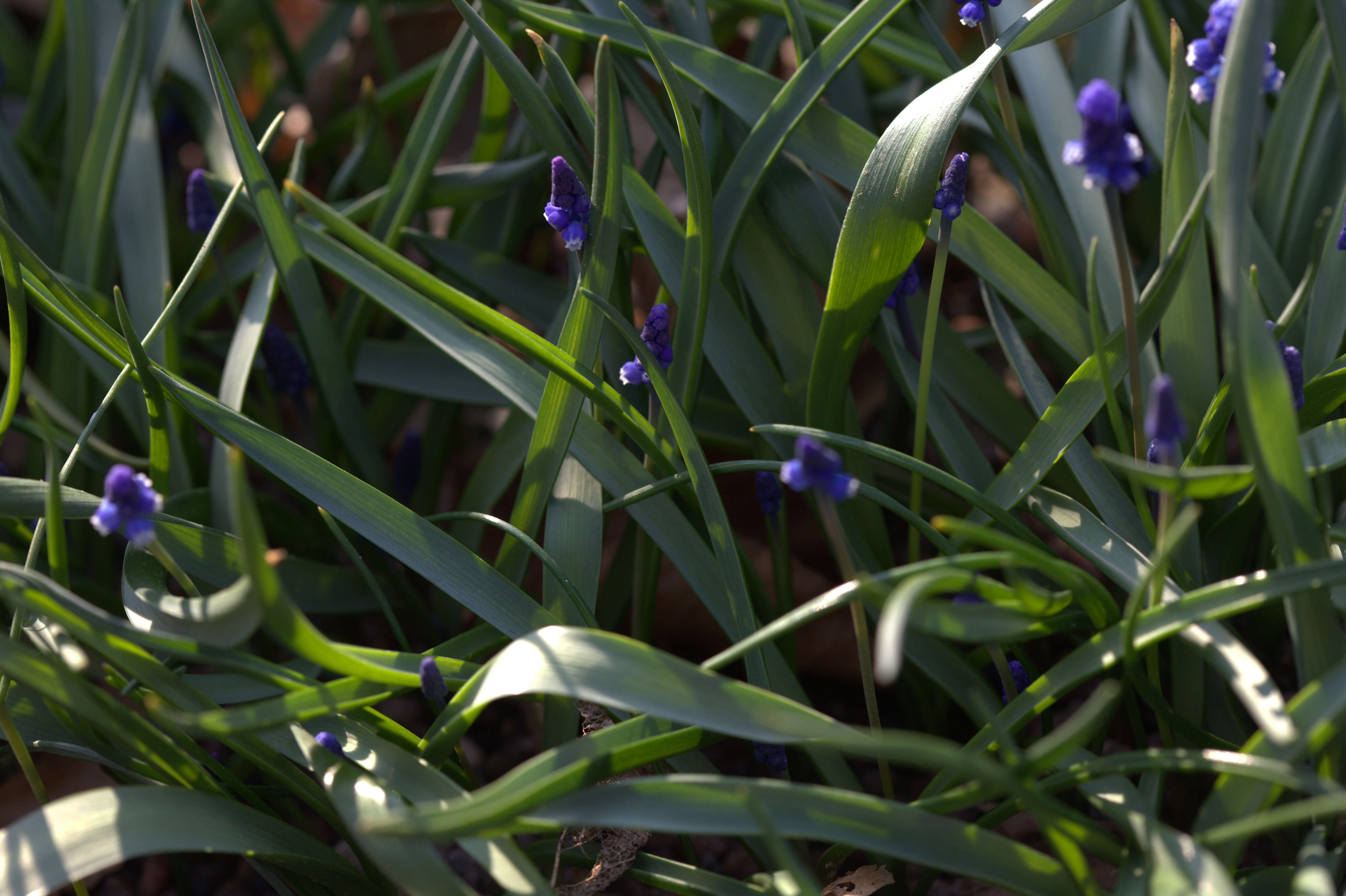 Image of Muscari aucheri (Boiss.) Baker