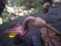 Image de Aristolochia enricoi (Luino, L. Gaut. & Callm.)