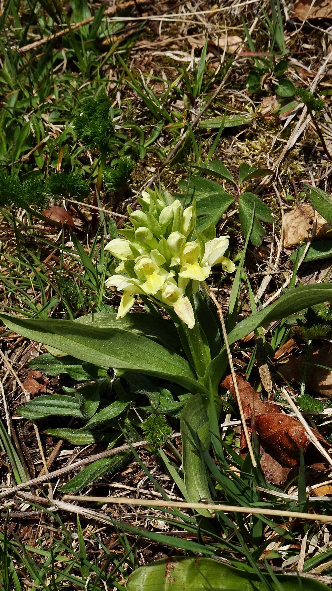 Image of Elder-flowered orchid