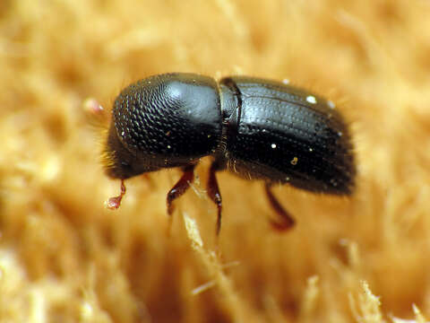 Image of Bark beetle