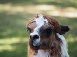 Image of Alpaca