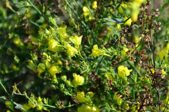 Imagem de Linaria genistifolia (L.) Mill.