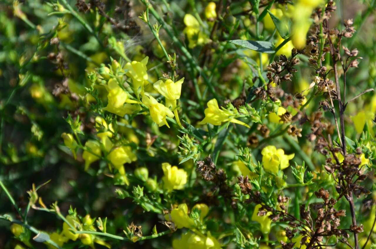 Image of broomleaf toadflax