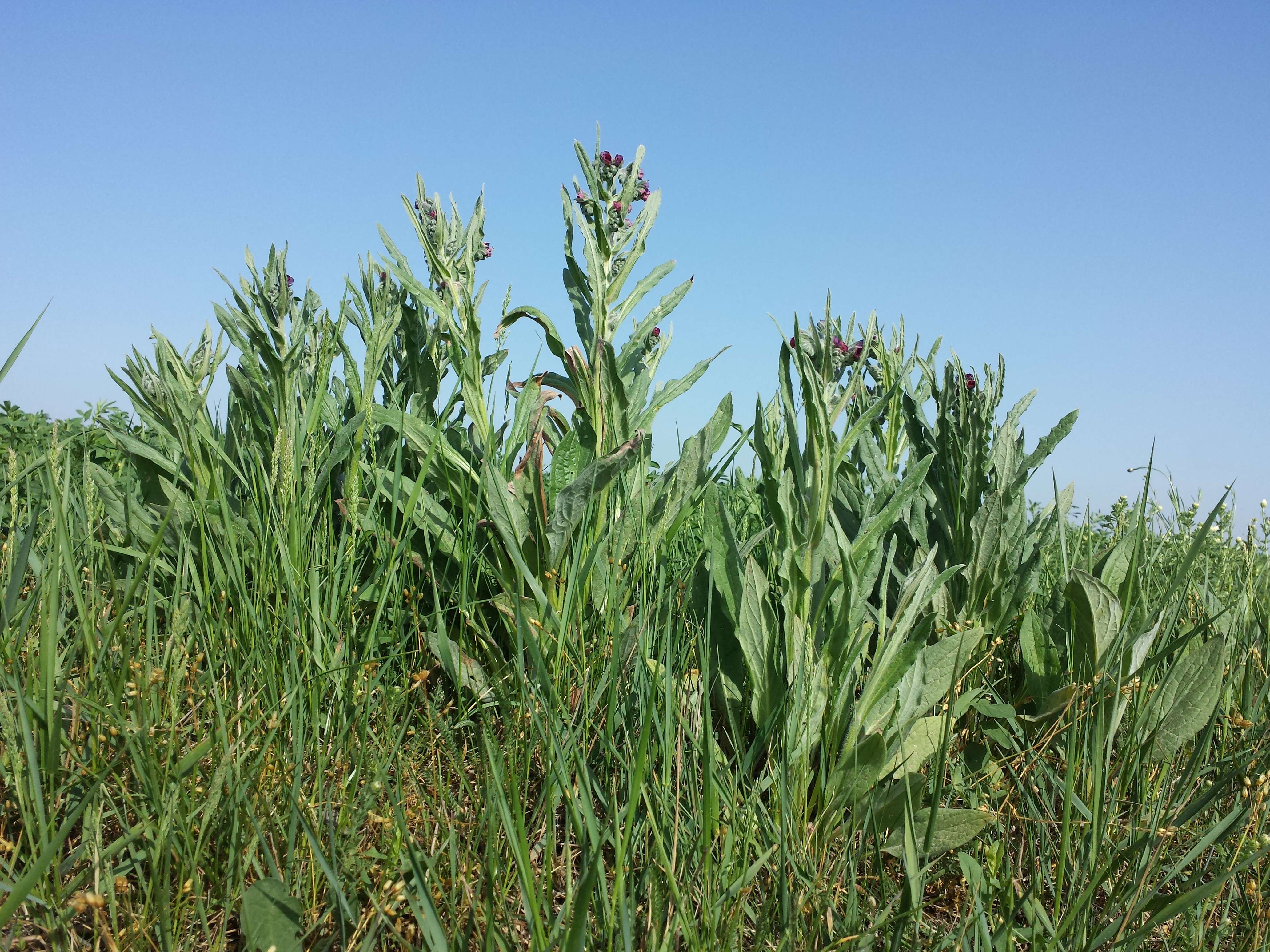 Plancia ëd Cynoglossum officinale L.