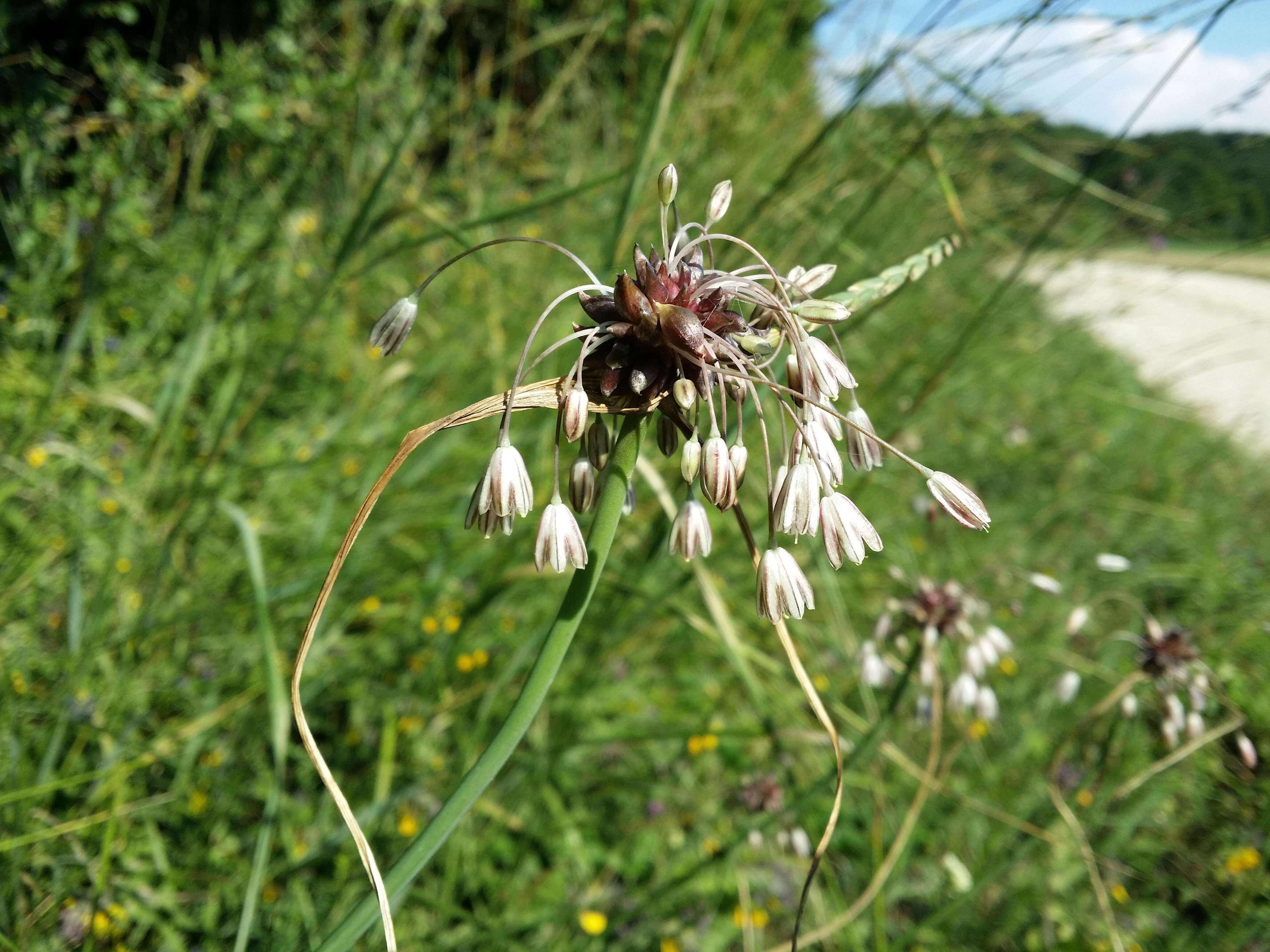 Image of field garlic