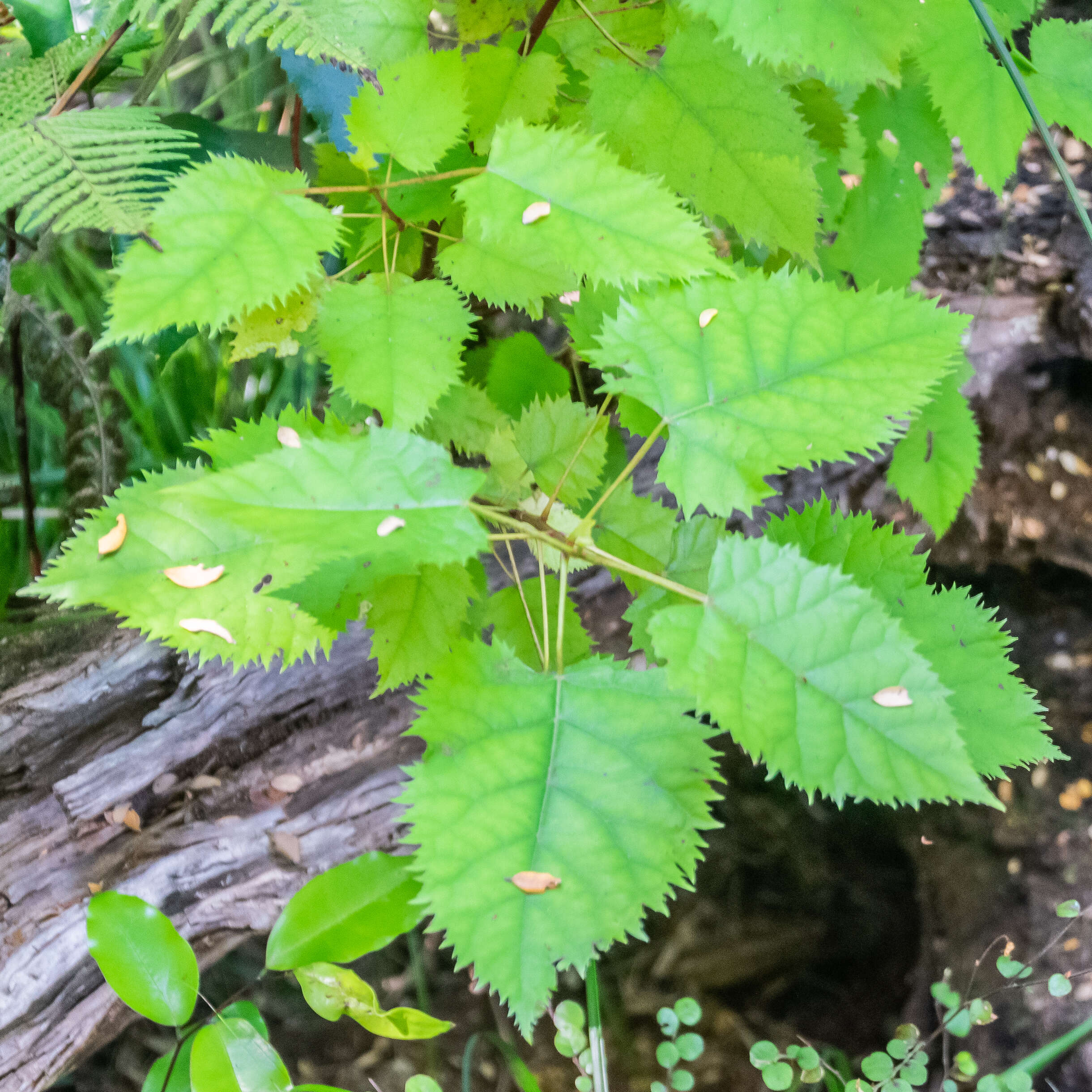 Image of wineberry