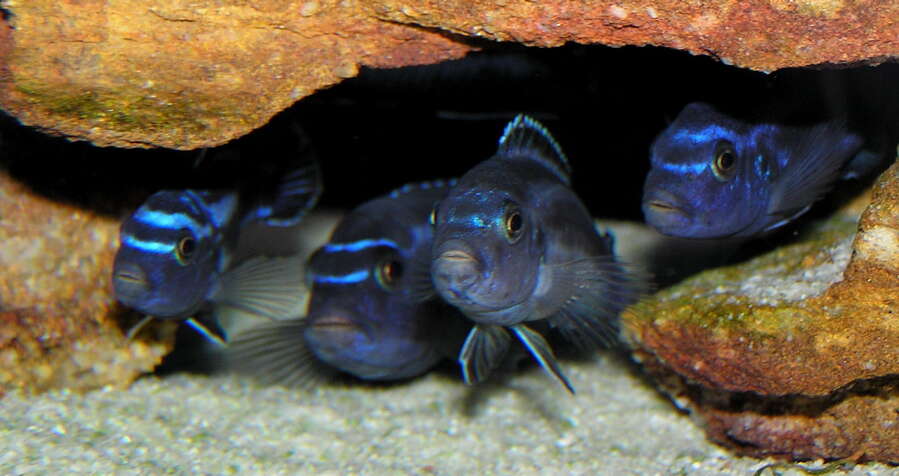 Image of Melanochromis