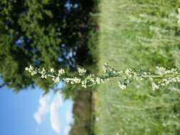 Image of Roman wormwood