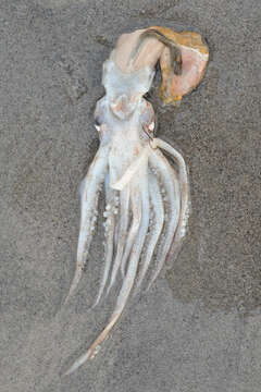 Image of northern shortfin squid