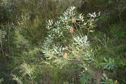 Image of Banksia conferta A. S. George