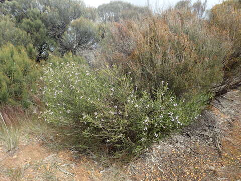 Image of Eremophila lehmanniana (Sond. ex Lehm.) R. J. Chinnock