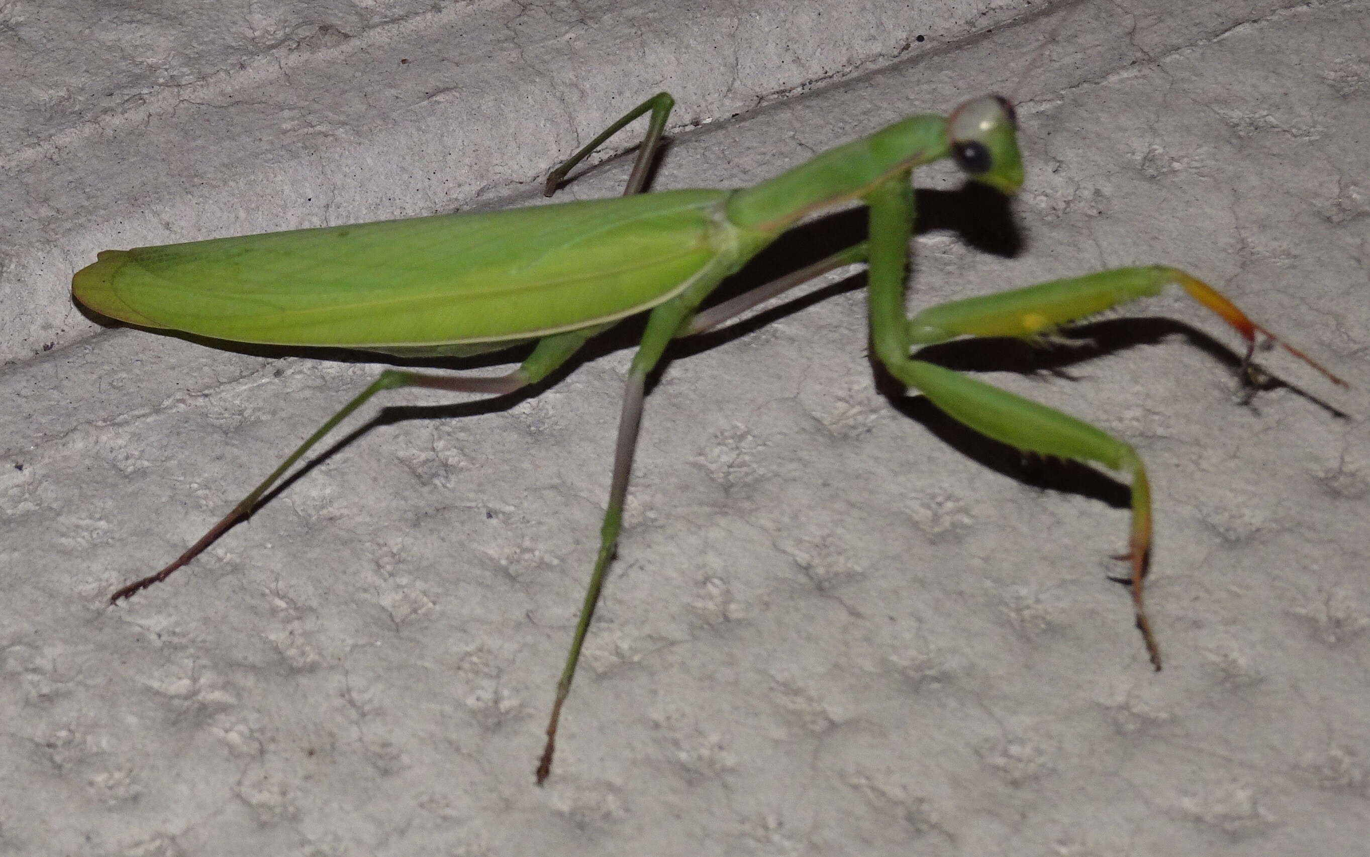 Plancia ëd Mantis