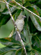 Image of Streaked Saltator