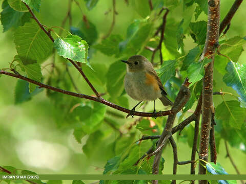 Image of Orange-flanked Bush-Robin