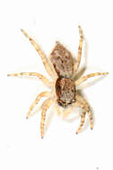 Image of Gray Wall Jumper