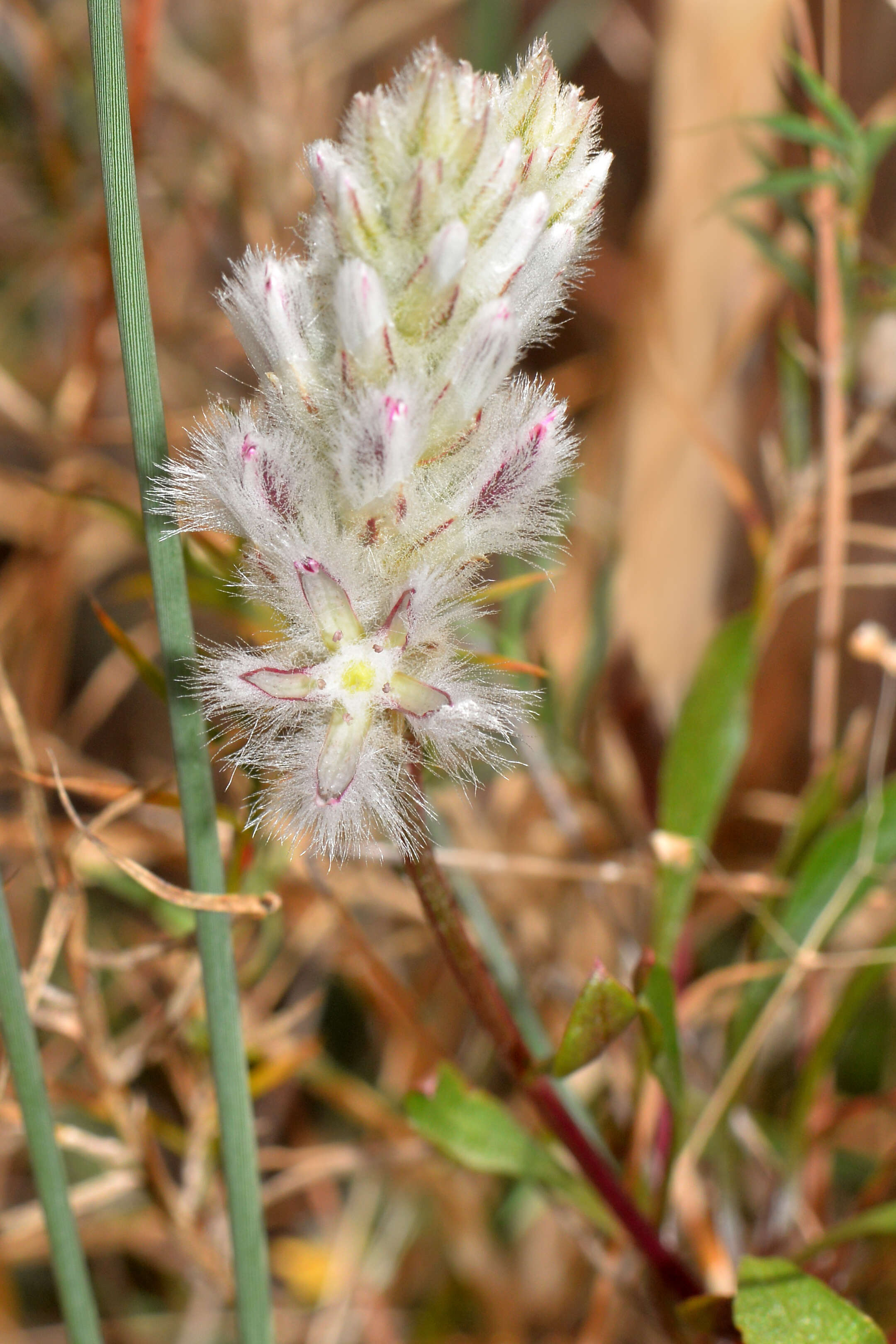 Image of Ptilotus pyramidatus (Moq.) F. Müll.