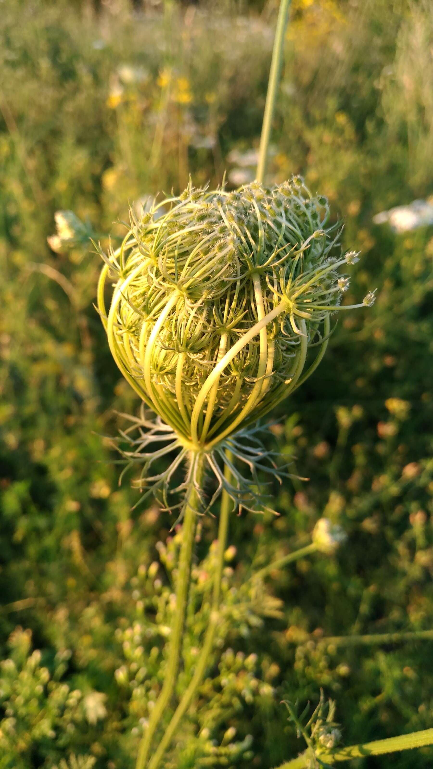 Image of Queen Anne's lace