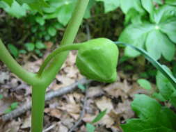 Image of mayapple