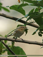 Acrocephalus concinens (Swinhoe 1870) resmi