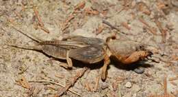 Image of mole crickets
