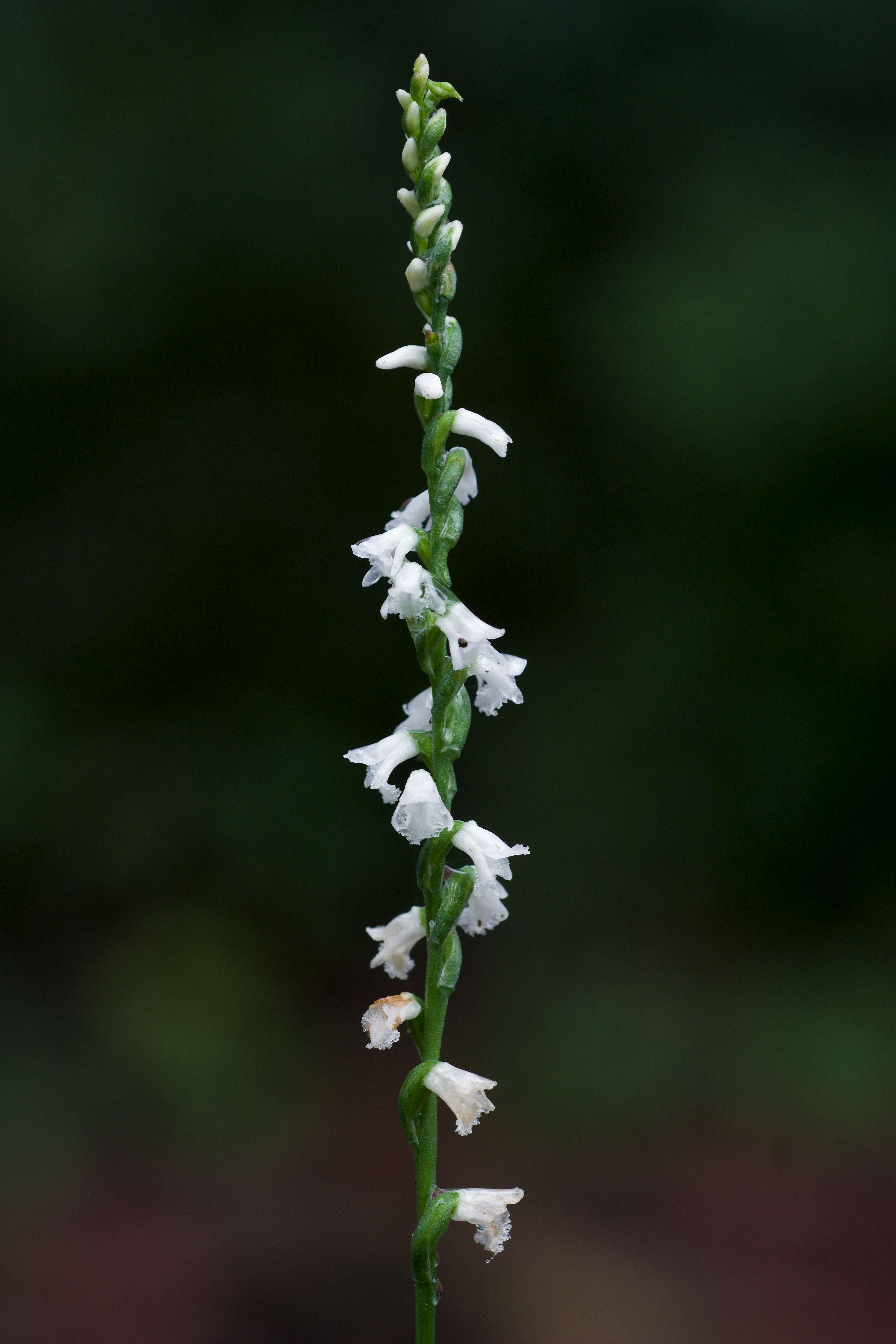 Слика од Spiranthes tuberosa Raf.