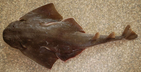 Image of Atlantic Angel Shark