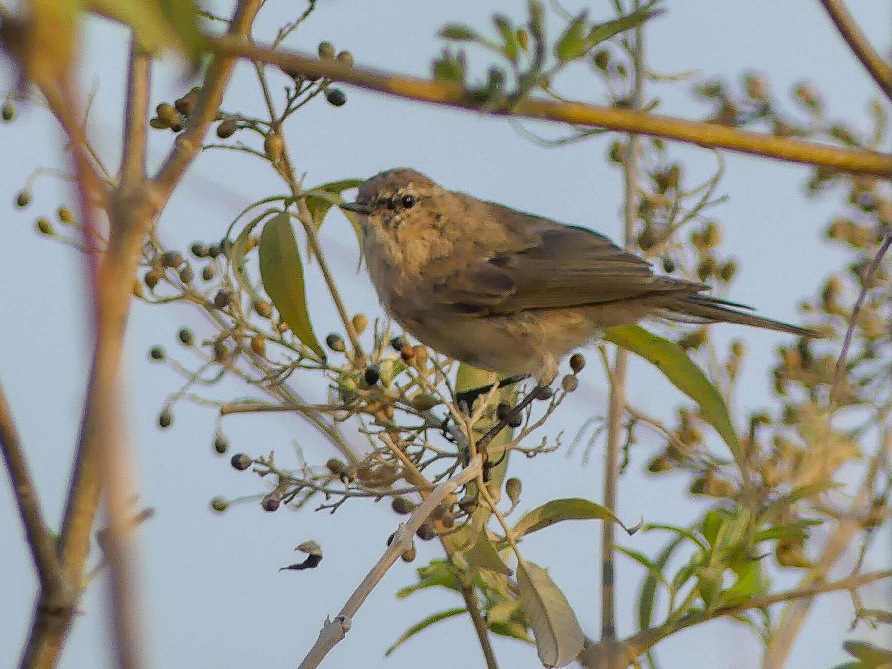 Image of Common Chiffchaff