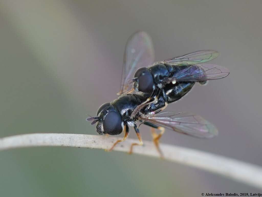 Paragus tibialis (Fallen 1817) resmi